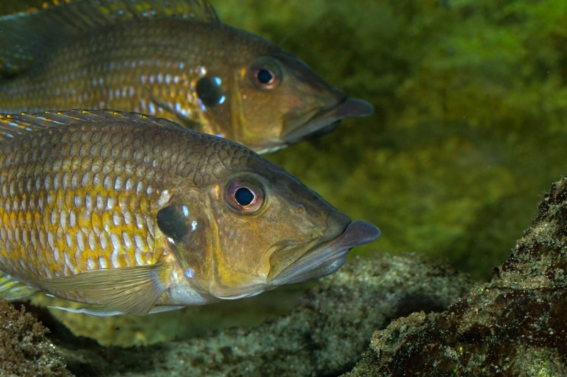 Gnathochromis permaxillaris 'Chituta Bay'